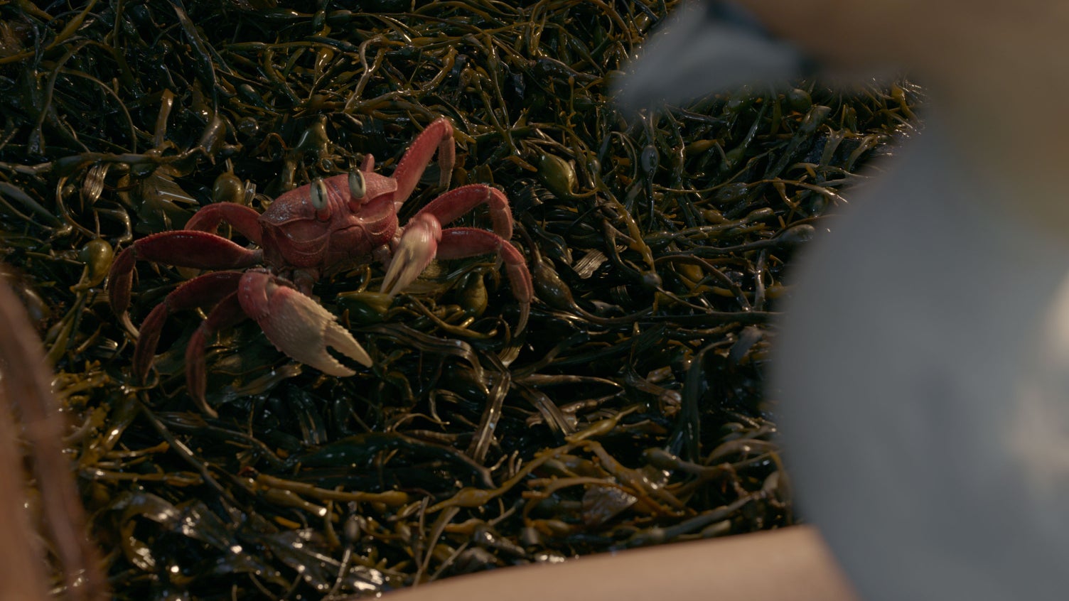 Sébastien, méconnaissable dans le remake en live-action de "La Petite Sirène". Sébastien, méconnaissable dans le remake en live-action de "La Petite Sirène".