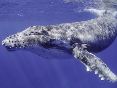 5 documentaires National Geographic exclusifs à voir sur Disney+