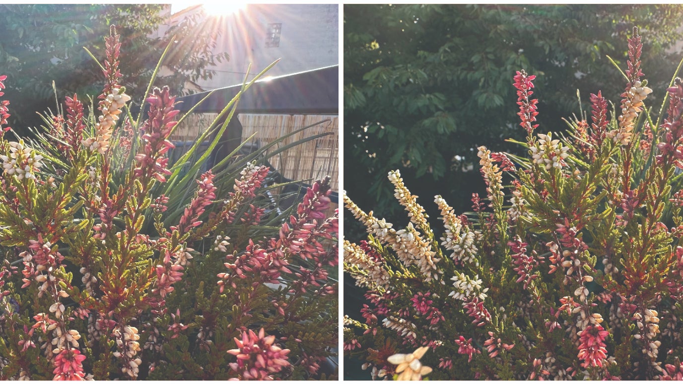 À gauche : photo prise avec l'iPhone 13 Pro. À droite : photo prise avec l'iPhone 14 Pro. Il faut certes regarder de près, mais cette dernière offre plus de détails et des couleurs mieux restituées.