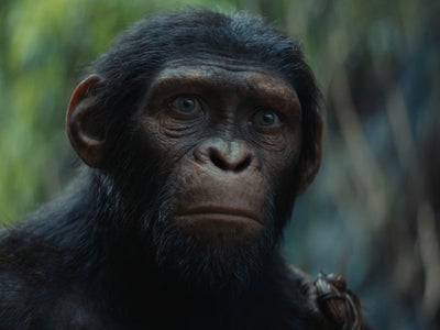 VOD : les nouveautés de septembre 2024 avec La Planète des Singes, Furiosa et Blue & Compagnie