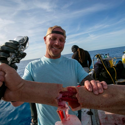 Shark Week : une programmation aux dents longues sur Discovery Channel