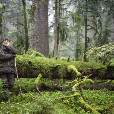 Le Chant des forêts : le film documentaire au cœur des Vosges arrive sur CINÉ+ OCS