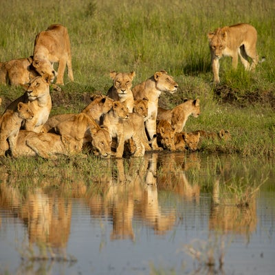 Lion sur Disney+ : quels points communs entre le documentaire et Le Roi Lion