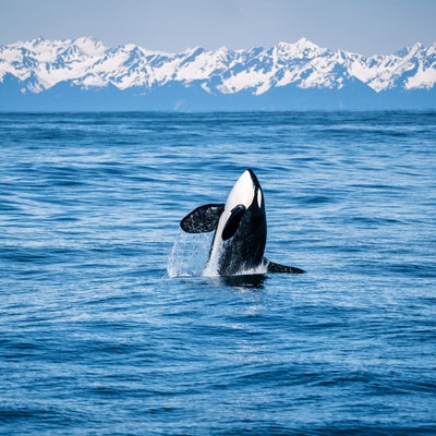 Ushuaïa TV : la chaîne 100% nature fête ses 20 ans cette année !