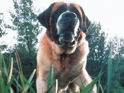 Netflix va adapter un célèbre roman de Stephen King