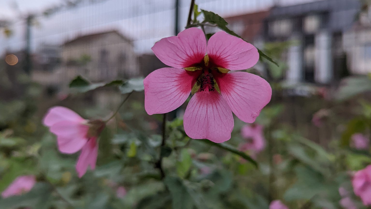 Pas le plus évident à maîtriser, le mode Macro réalise de très jolis clichés