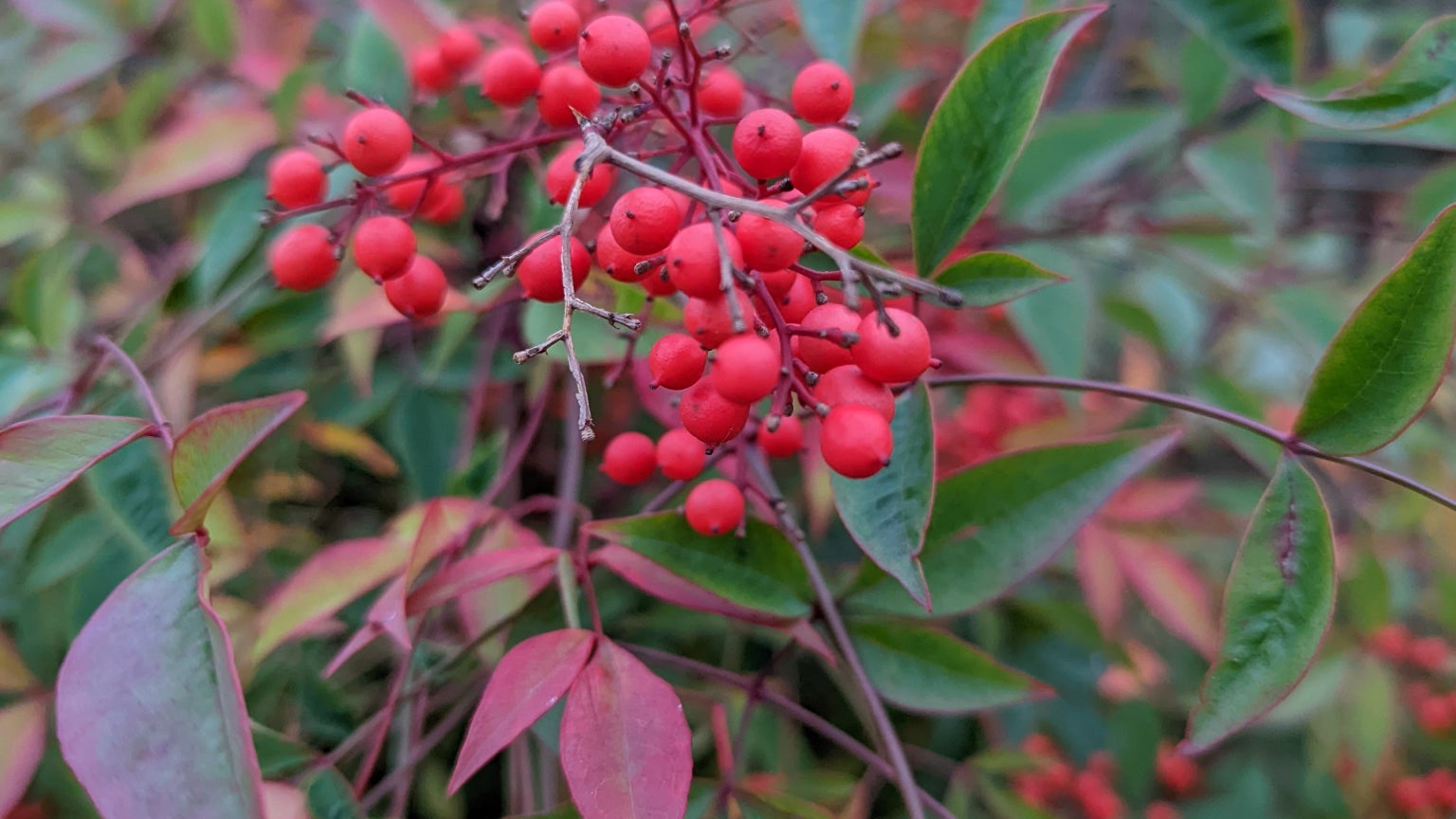 Les amateurs de fleurs et plantes pourront s'amuser avec le Google Pixel 6