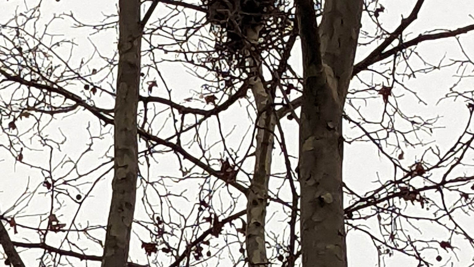 Sans téléobjectif, le Google Pixel 6 propose toutefois un zoom correct, faisant apparaître du bruit quand utilisé à x7, son maximum