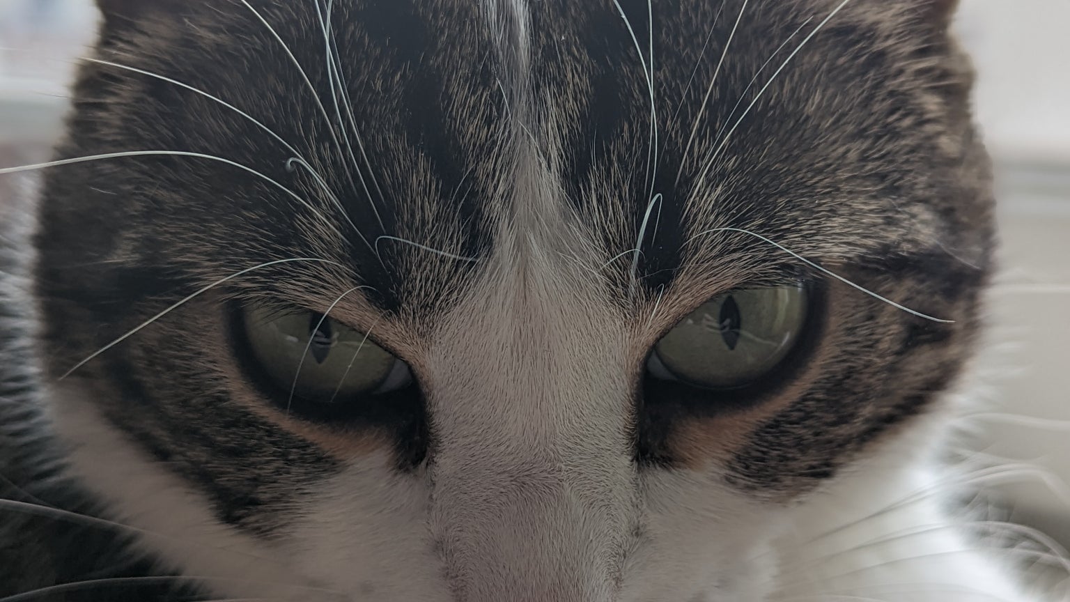 Le chat Sauron teste le mode Portrait du Google Pixel 6 Pro
