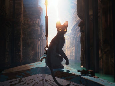 Journée internationale du chat : 5 programmes félins à (re)voir