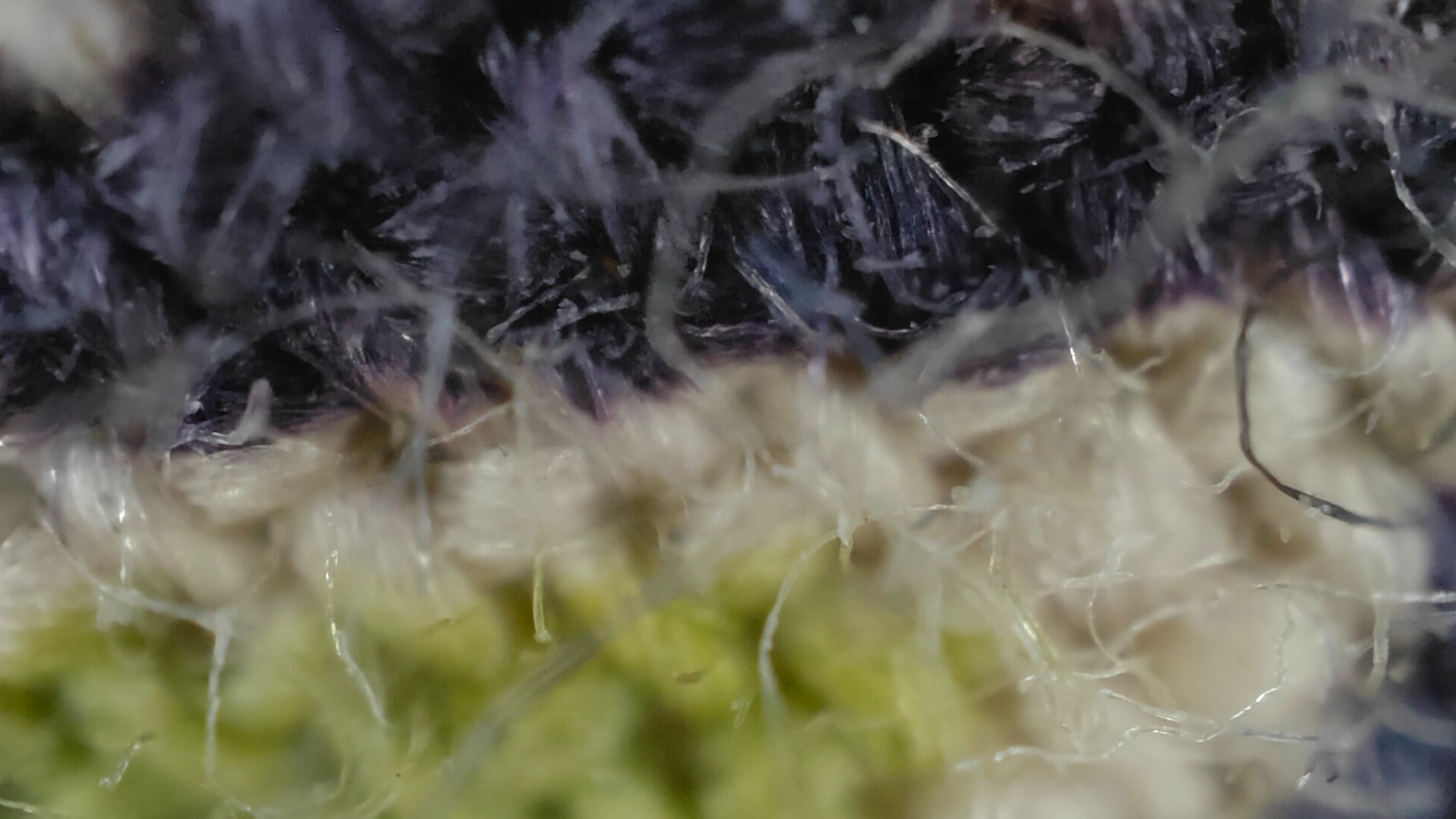 Photo prise avec zoom x30 (microscope)