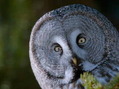 La Vie sur notre planète : le docu Netflix produit par Steven Spielberg et narré par Morgan Freeman