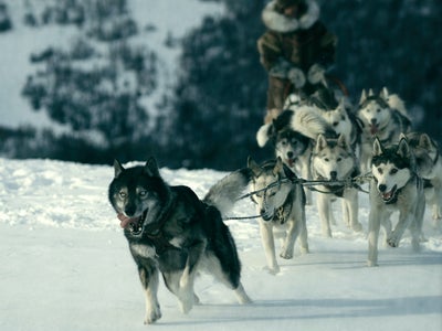 Journée mondiale du chien : sélection de 10 films avec du mordant