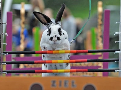 Découverz le Kaninhop : le sport pour lapin !