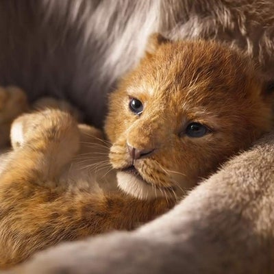 Hakuna Matata, Le Roi lion arrive enfin sur Disney+