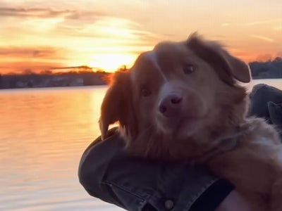 Good Boy : où (re)voir le film d'horreur en France ?