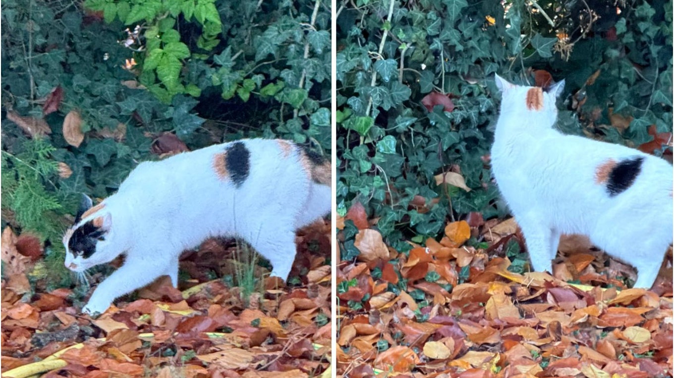 En y regardant de plus près, en zoomant au sein de ces mêmes photos, la qualité d’image est finalement meilleure sur l’iPhone 17 Pro (à droite).