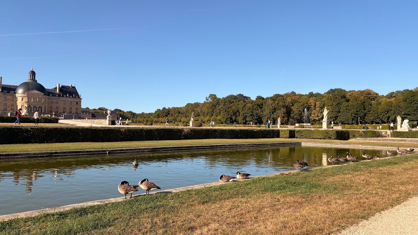 Les Bernaches du Canada du Château de Vaux-le-Vicomte.