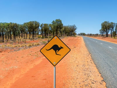 Insolite : victime d’un accident causé par un kangourou, elle est sauvée par son iPhone
