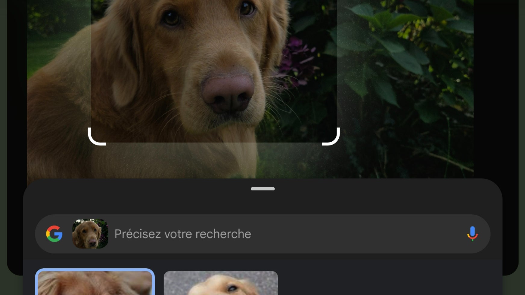 Ce chien à l'air tristoune est bel et bien un Retriever de la Nouvelle-Ecosse.