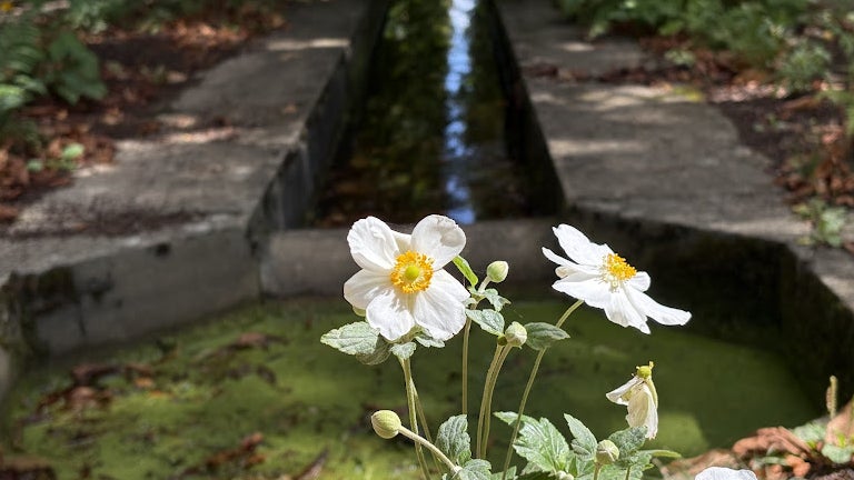 Photo d'une fleur en utilisant le mode portait de l'iPhone 16 Plus. Photo d'une fleur en utilisant le mode portait de l'iPhone 16 Plus.