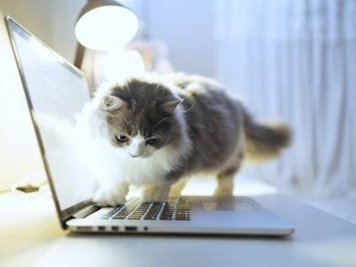 Insolite : un chat supprime les données d'un serveur gouvernemental américain