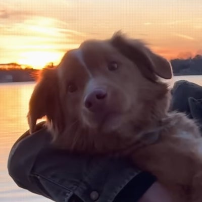 Good Boy : où (re)voir le film d'horreur en France ?